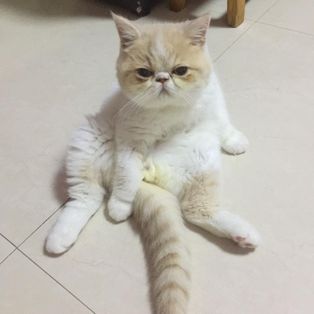波斯猫琴琴