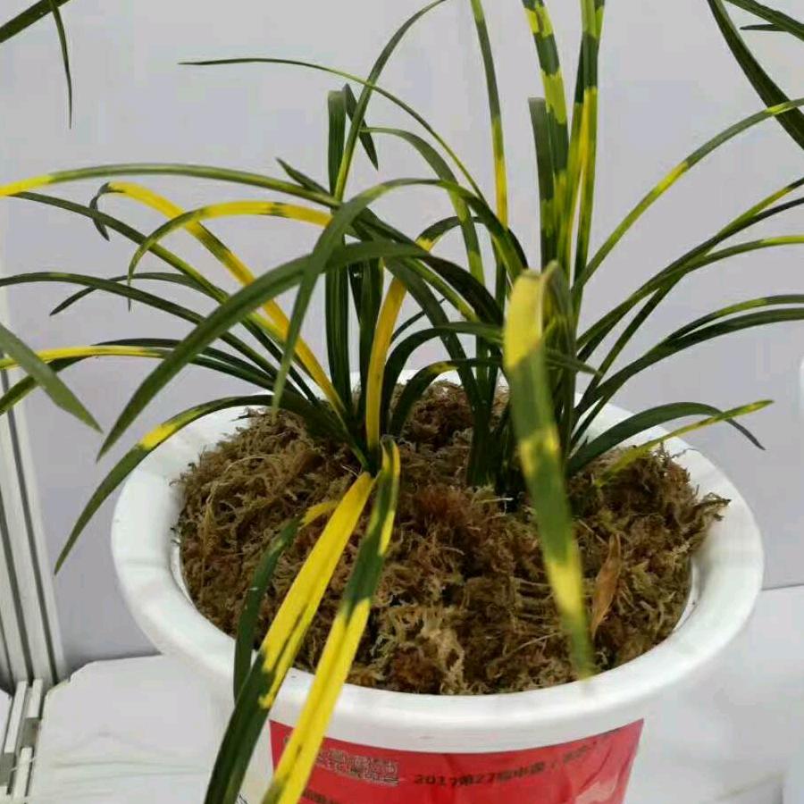 深沟大虎斑