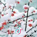 🍎海棠花未眠