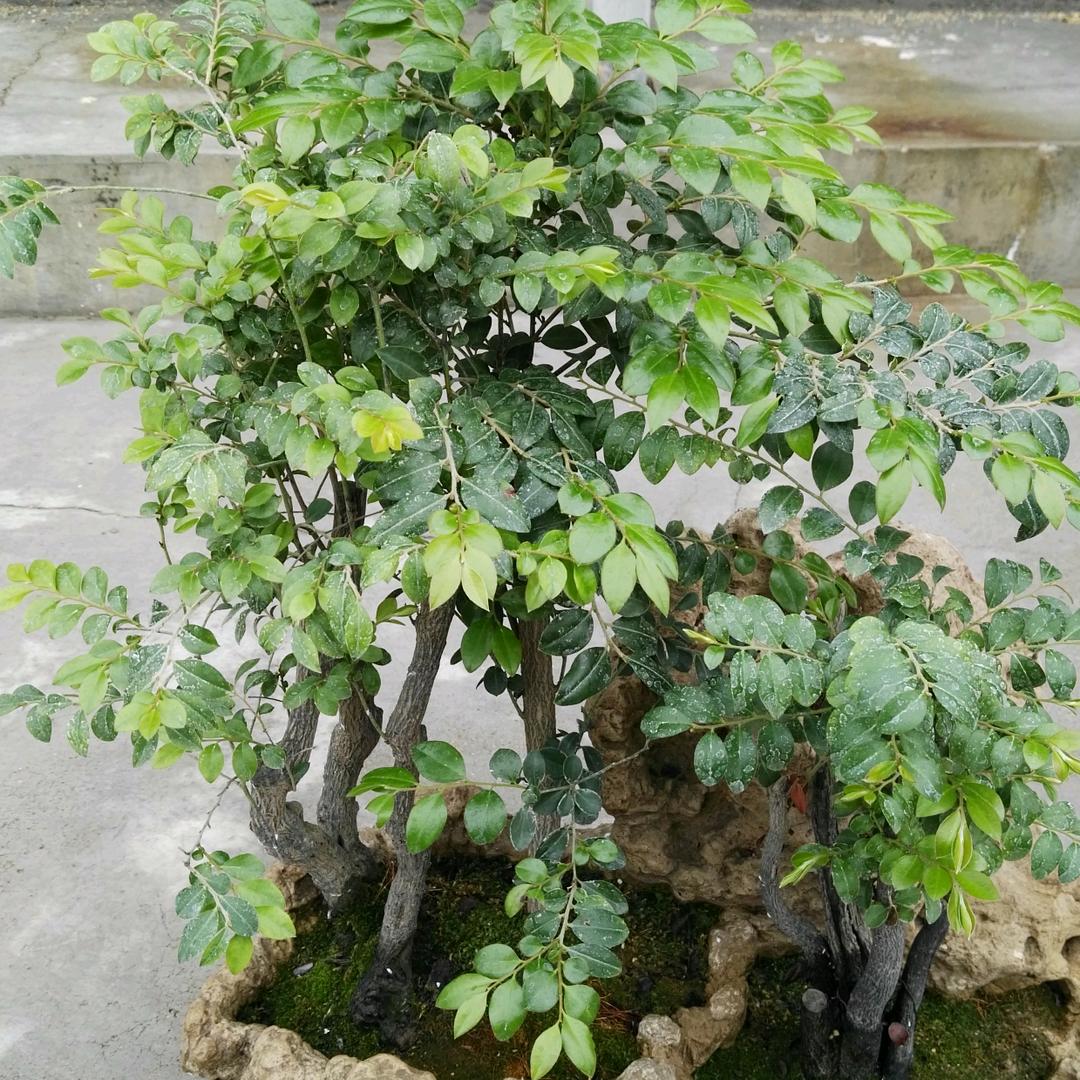 独依栏栅