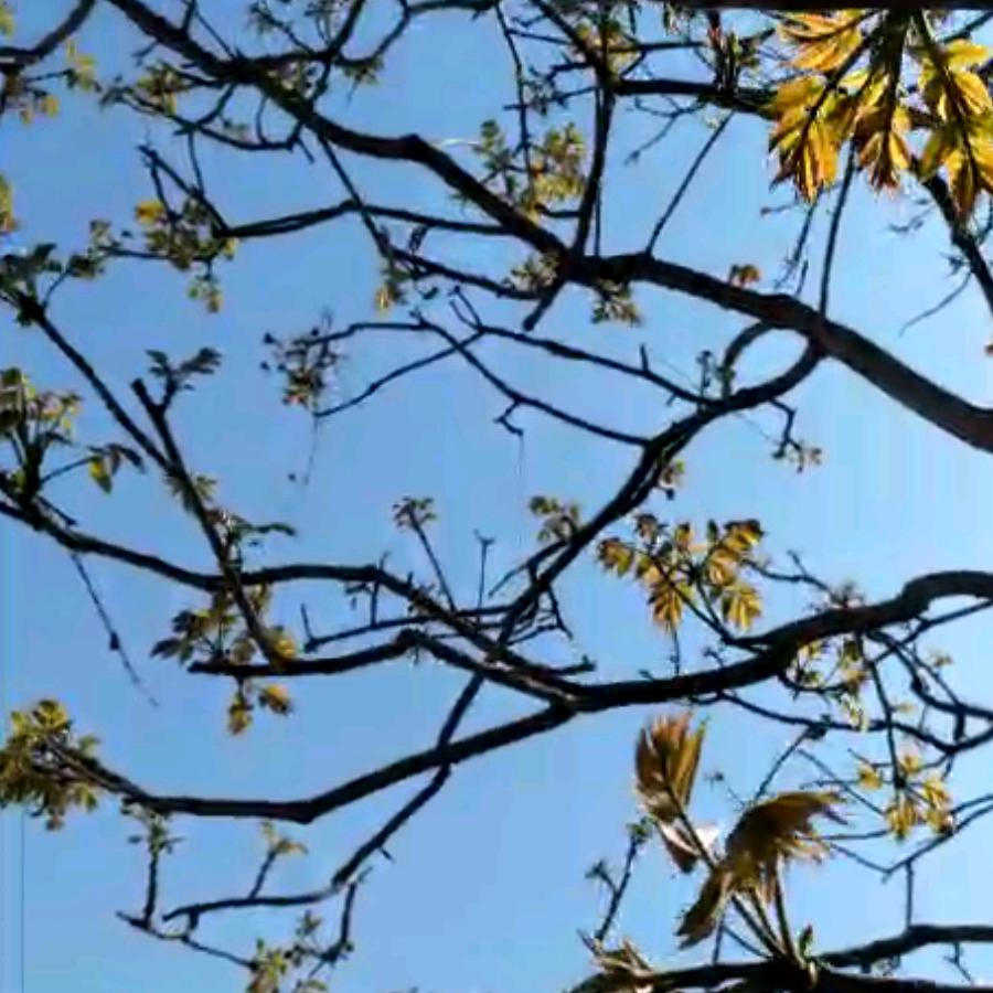 豆丁
