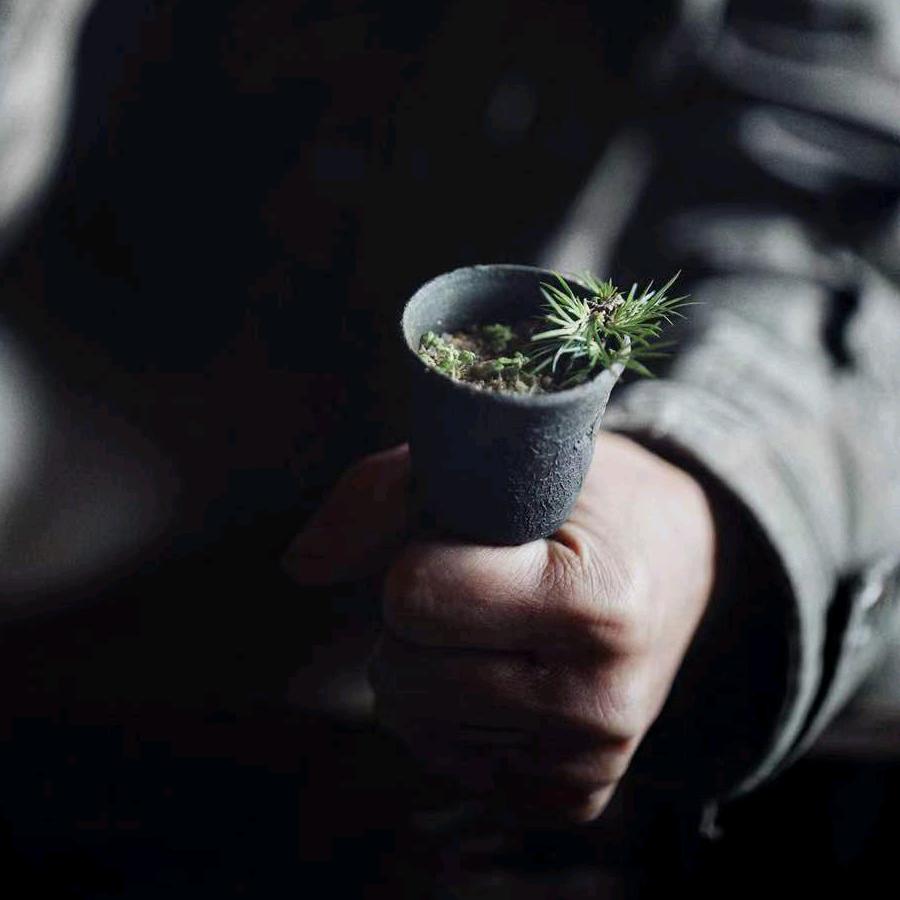 石蛋植物