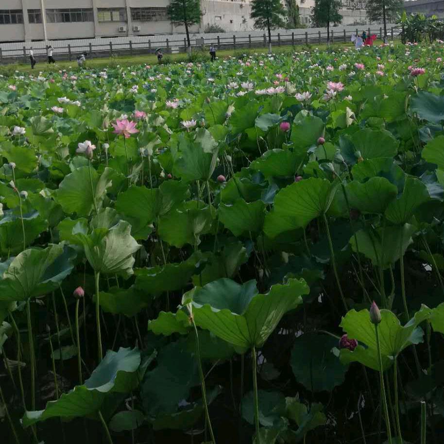 用户8599712762214章兰