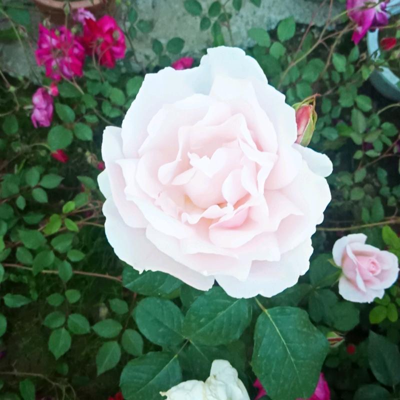 青海羊搬运工  阿宏