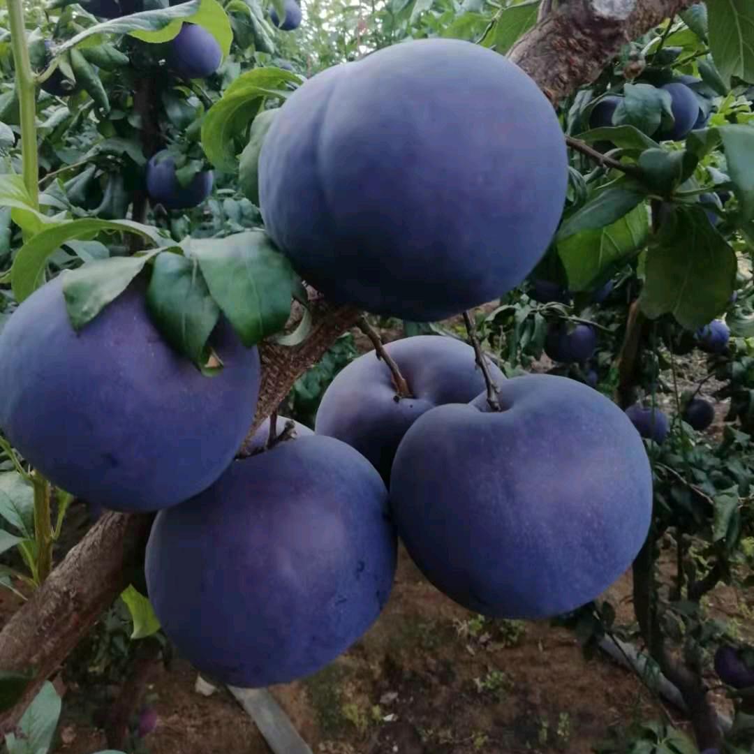 辽南孙哥苗圃