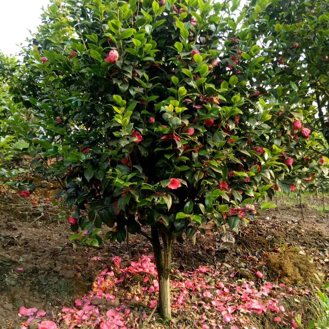 四川宜宾高县茶花直销