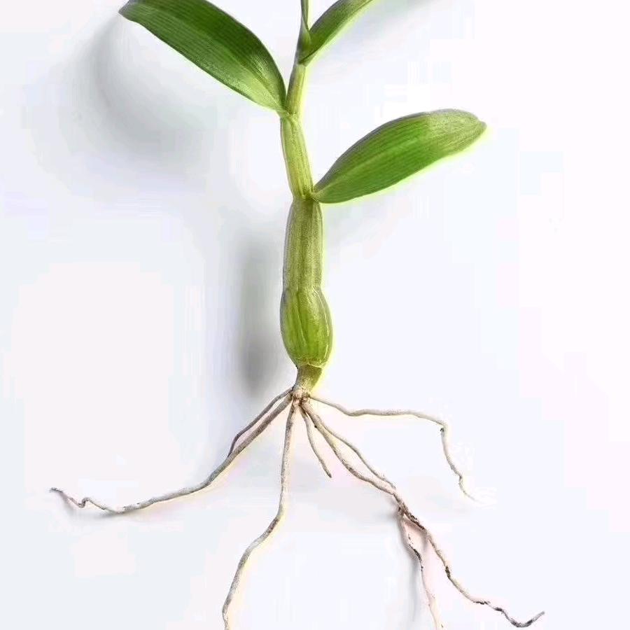 茶小果6
