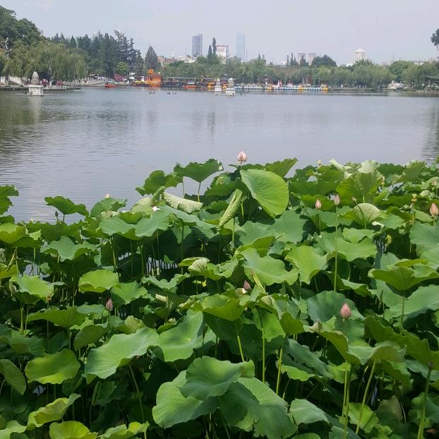 水晶龙