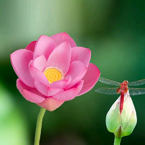 冬天的阳光，🐵