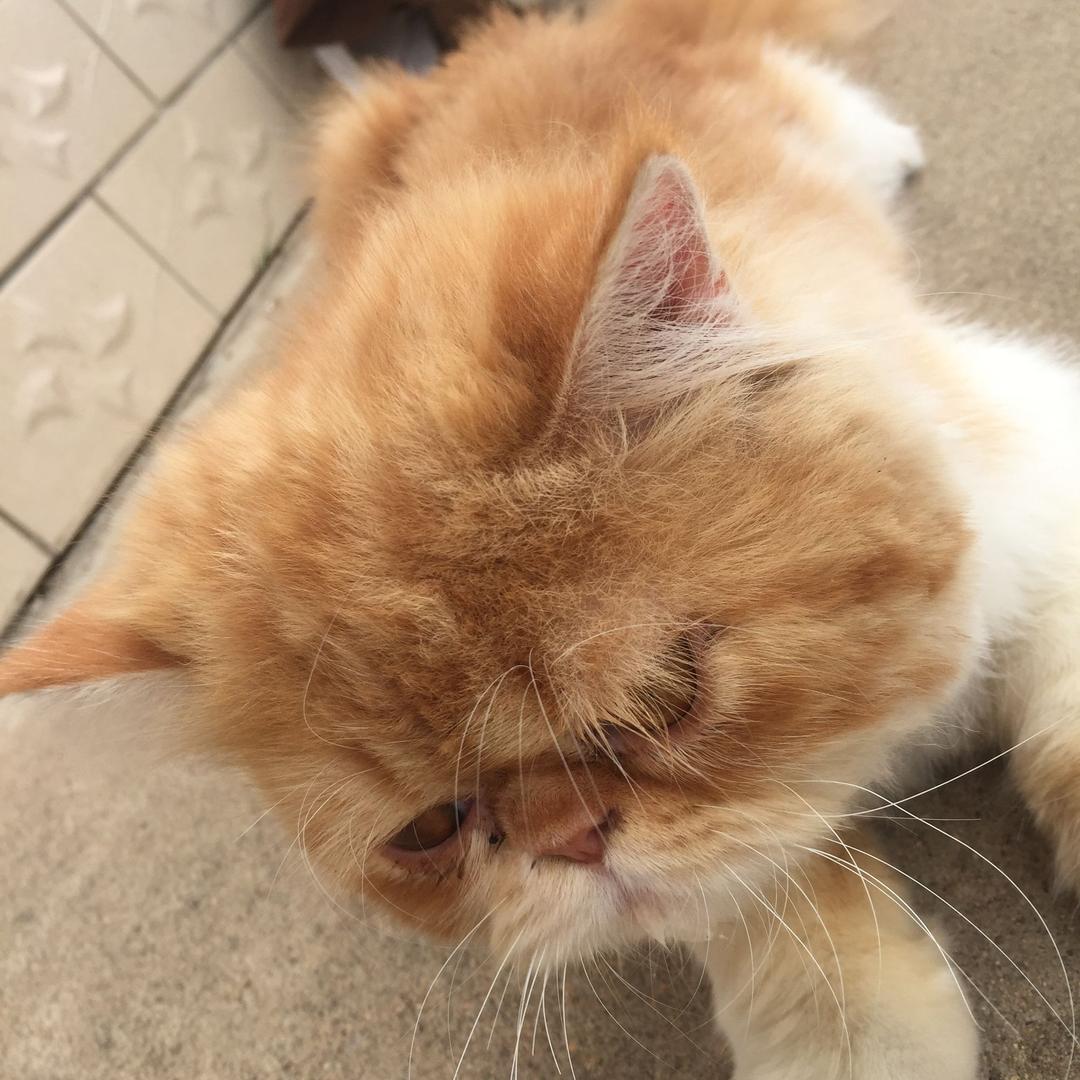 安吉