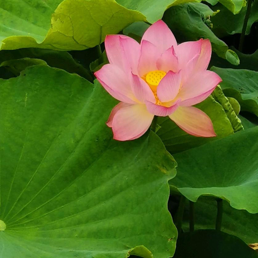 竹子