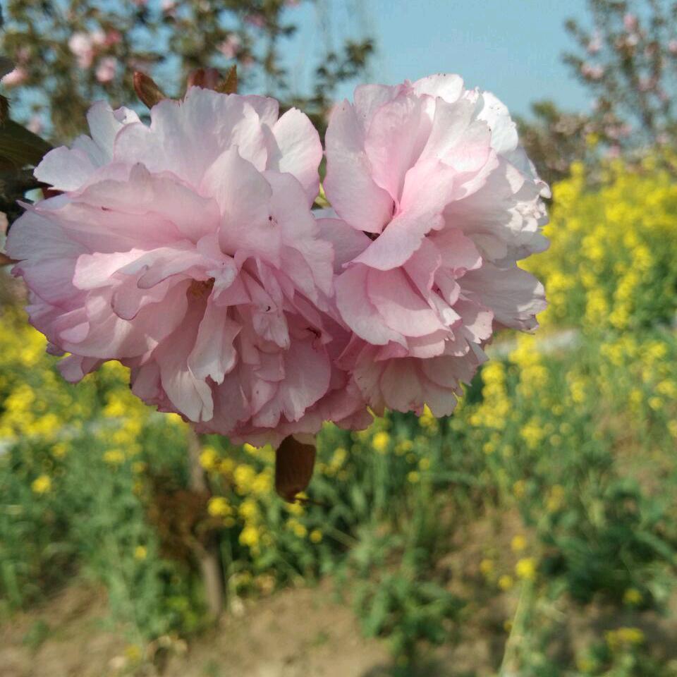 花开花园~