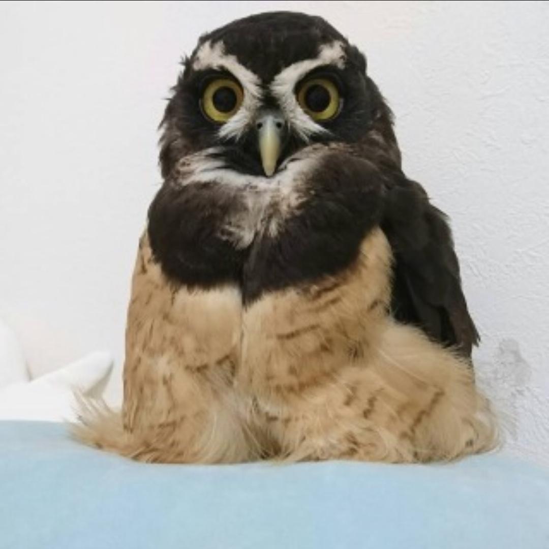 猫头鹰救助保护