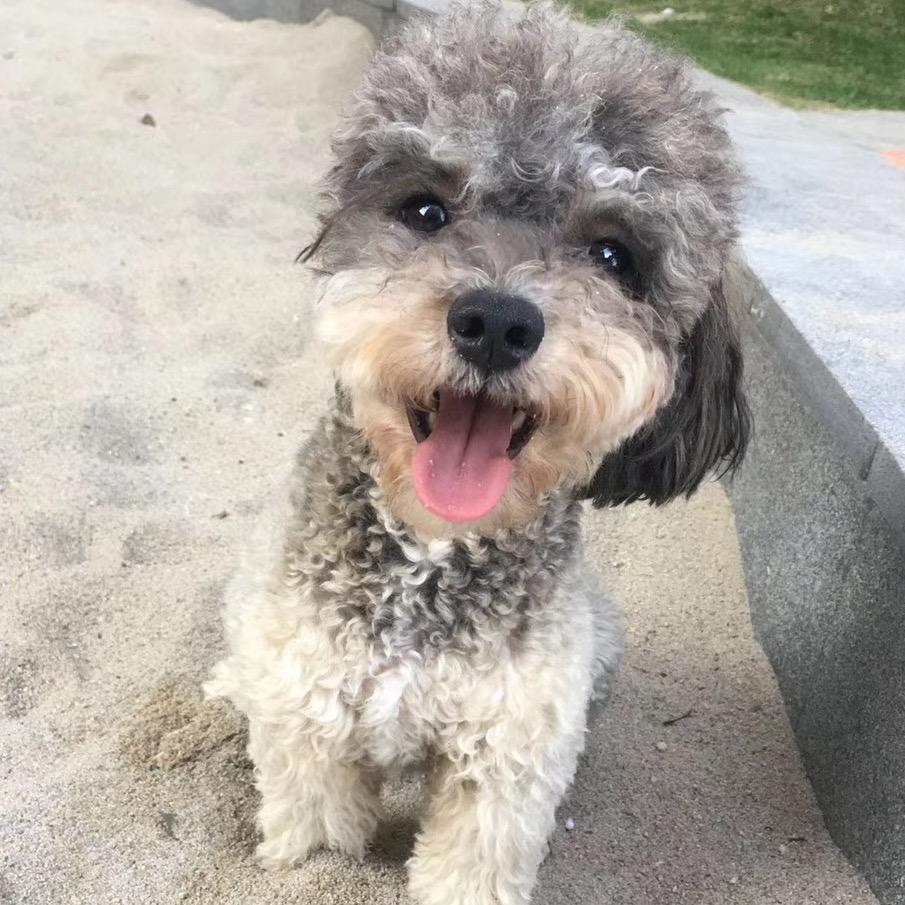 她和她的🐶🐶🐶🐶