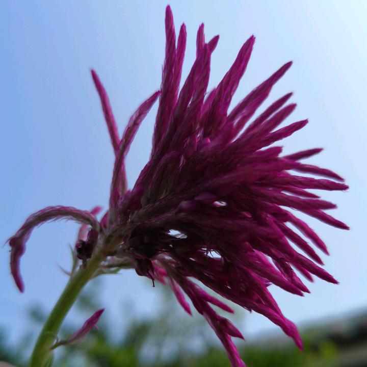 寻一对吉祥👨‍👩‍👧