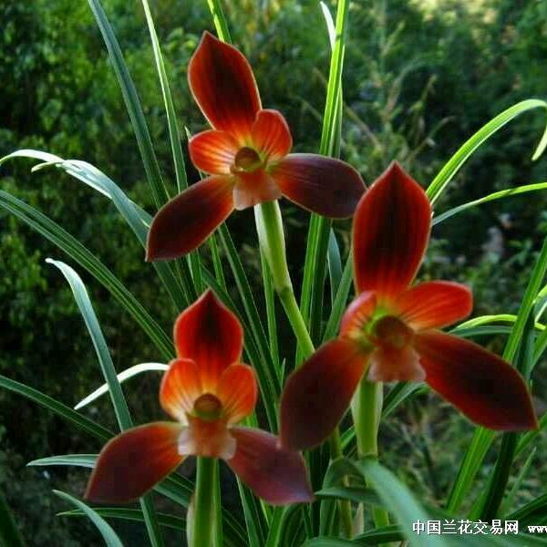 花仙子