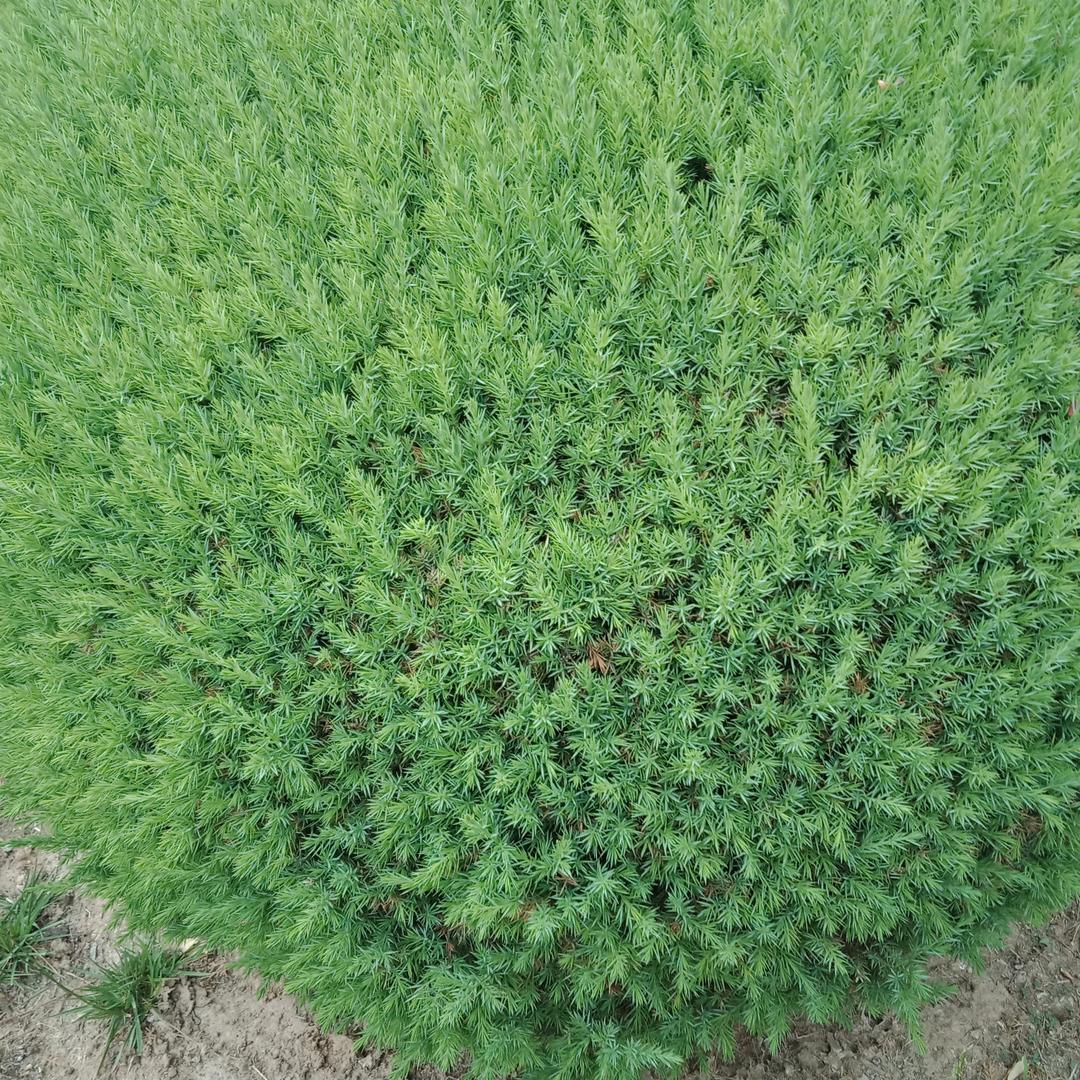 美好