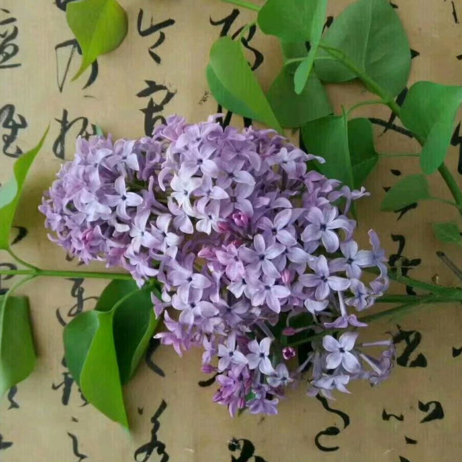 金普新区和合亲贤教育潘老师