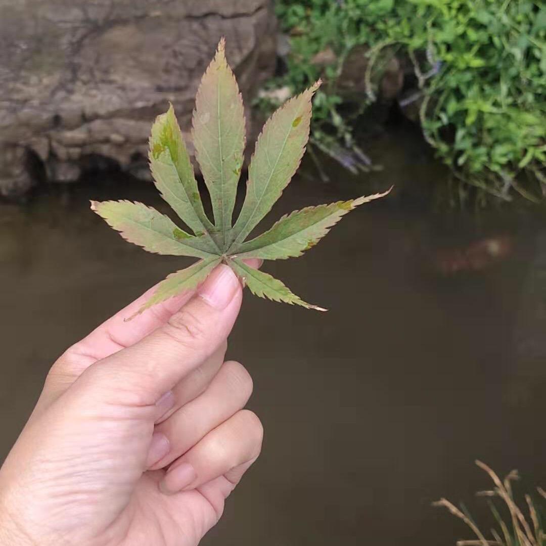 听风者