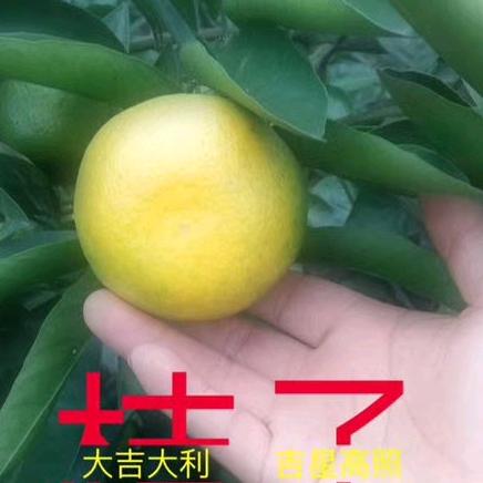 柑橘种植=邱炳中