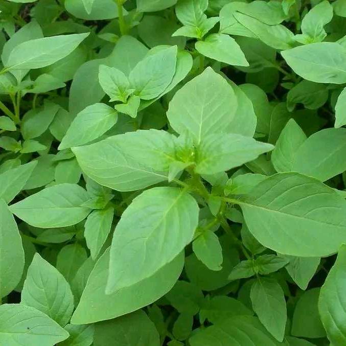 河南荆芥深圳产销基地（批发零售）