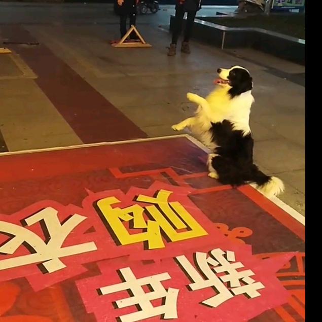 边牧阿飞