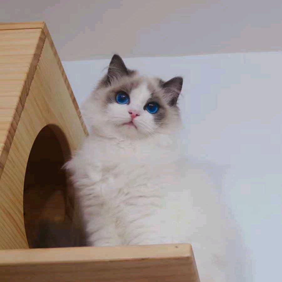 苏木影子