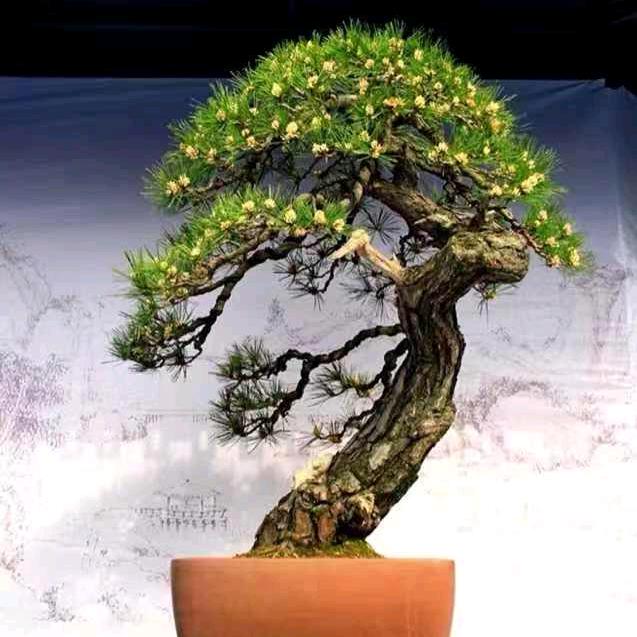 卫斯理盆景园艺