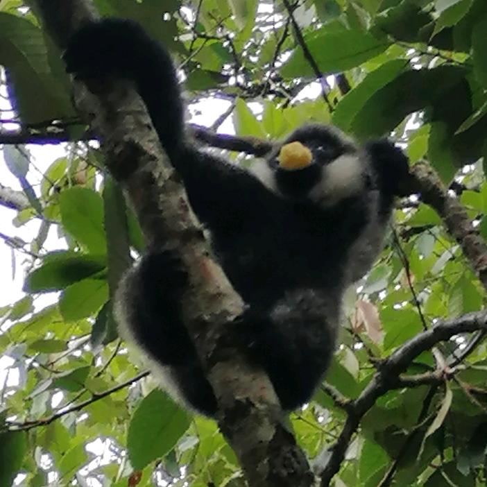 曹🐒子