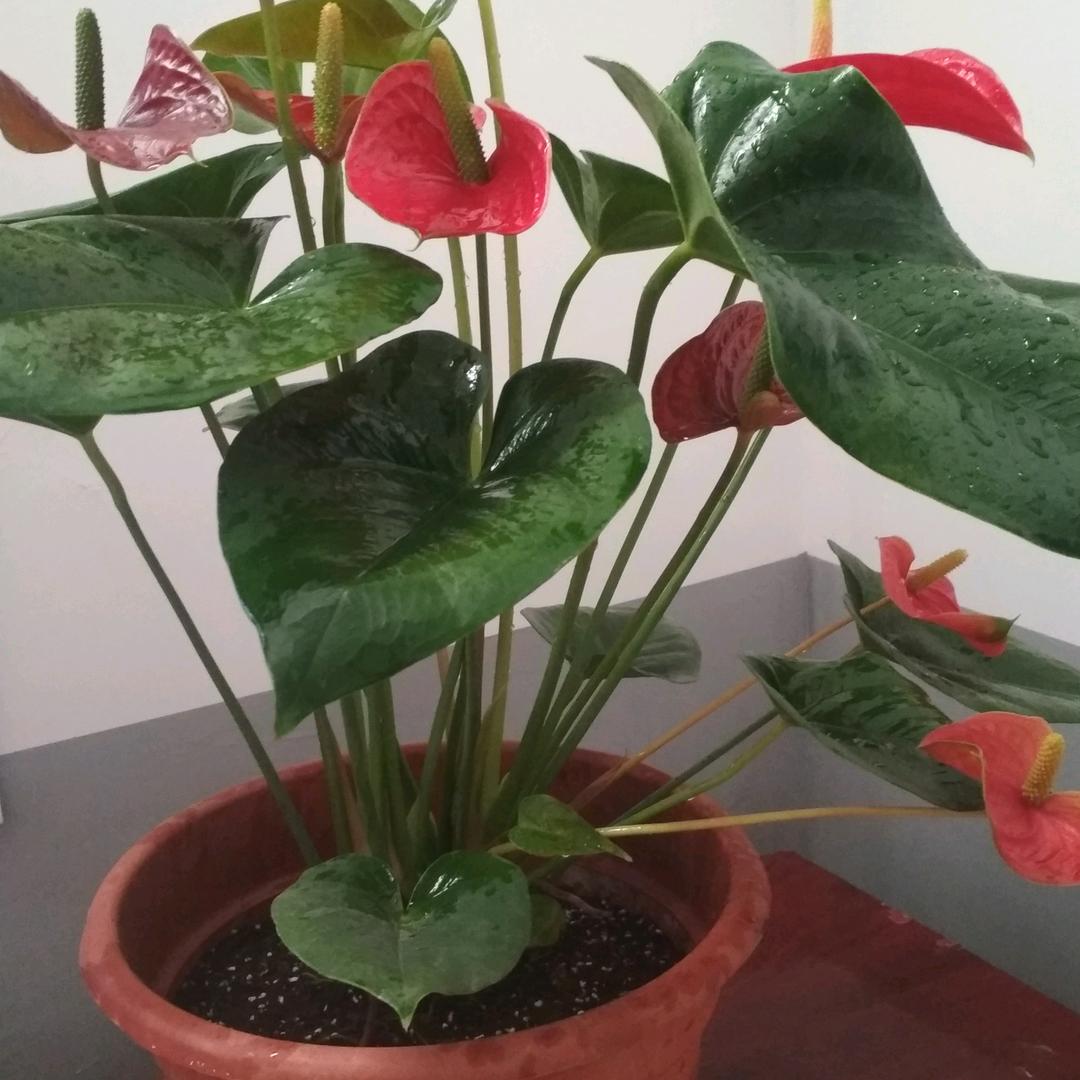 尽善尽美(拒绝连赞）