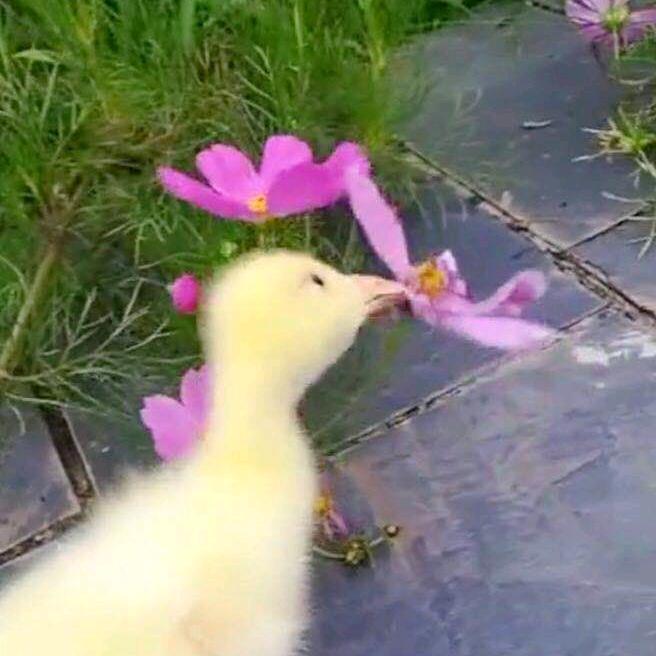开心鹅