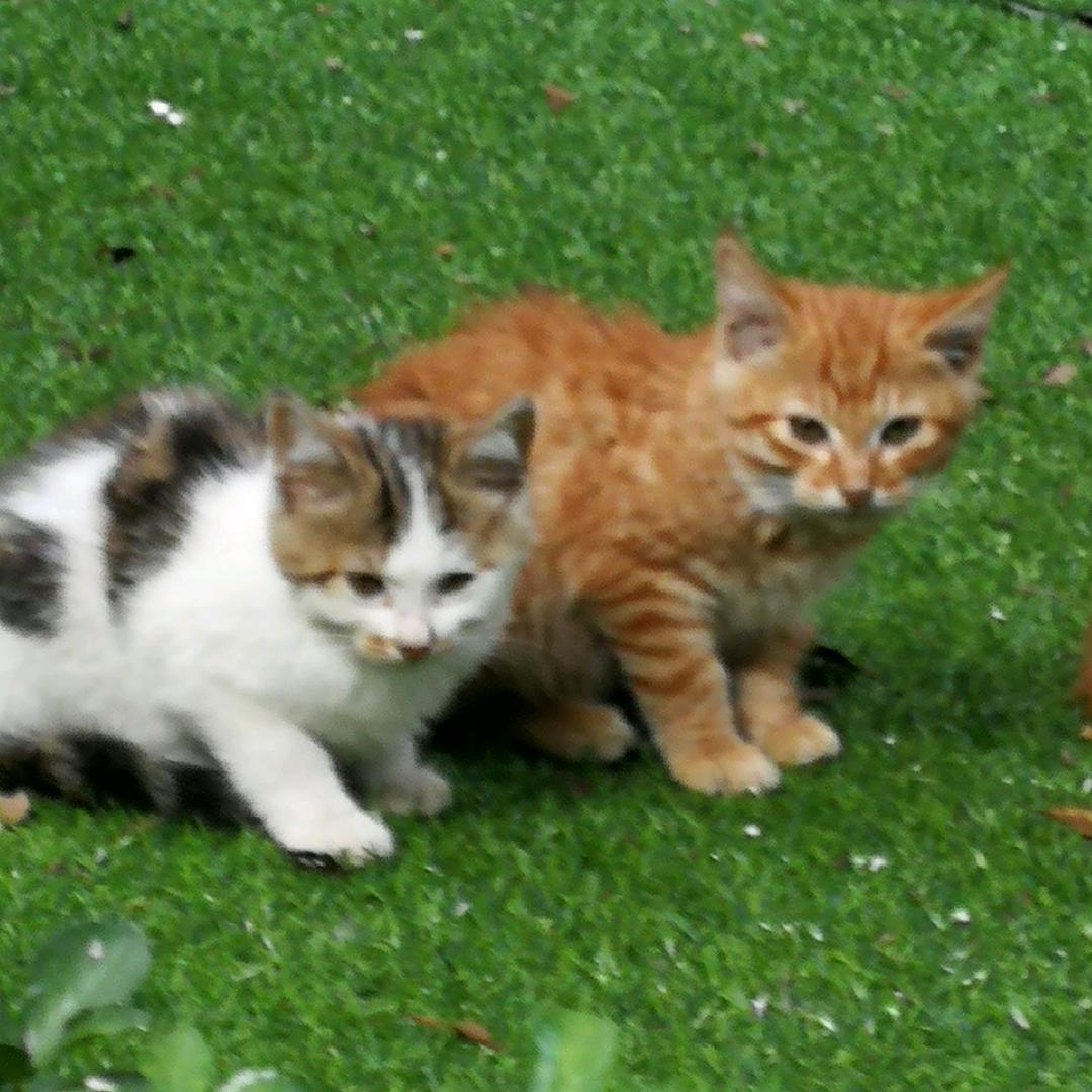 猫咪迷
