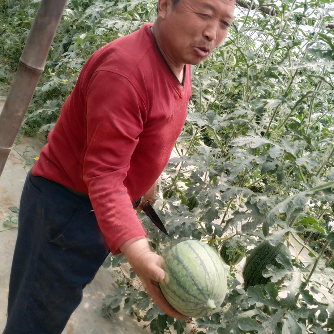 瓜农老张