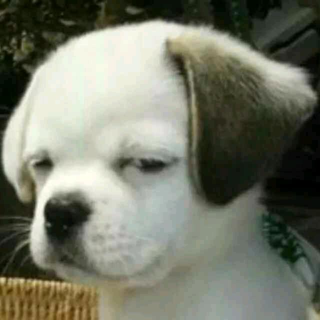 我姓孙，斯文孙