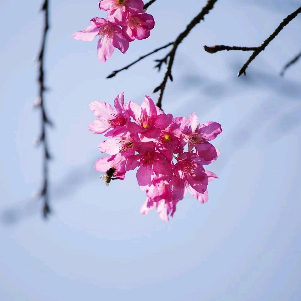 🕊꧔ꦿ᭄💞活出应有的姿态꧔ꦿ