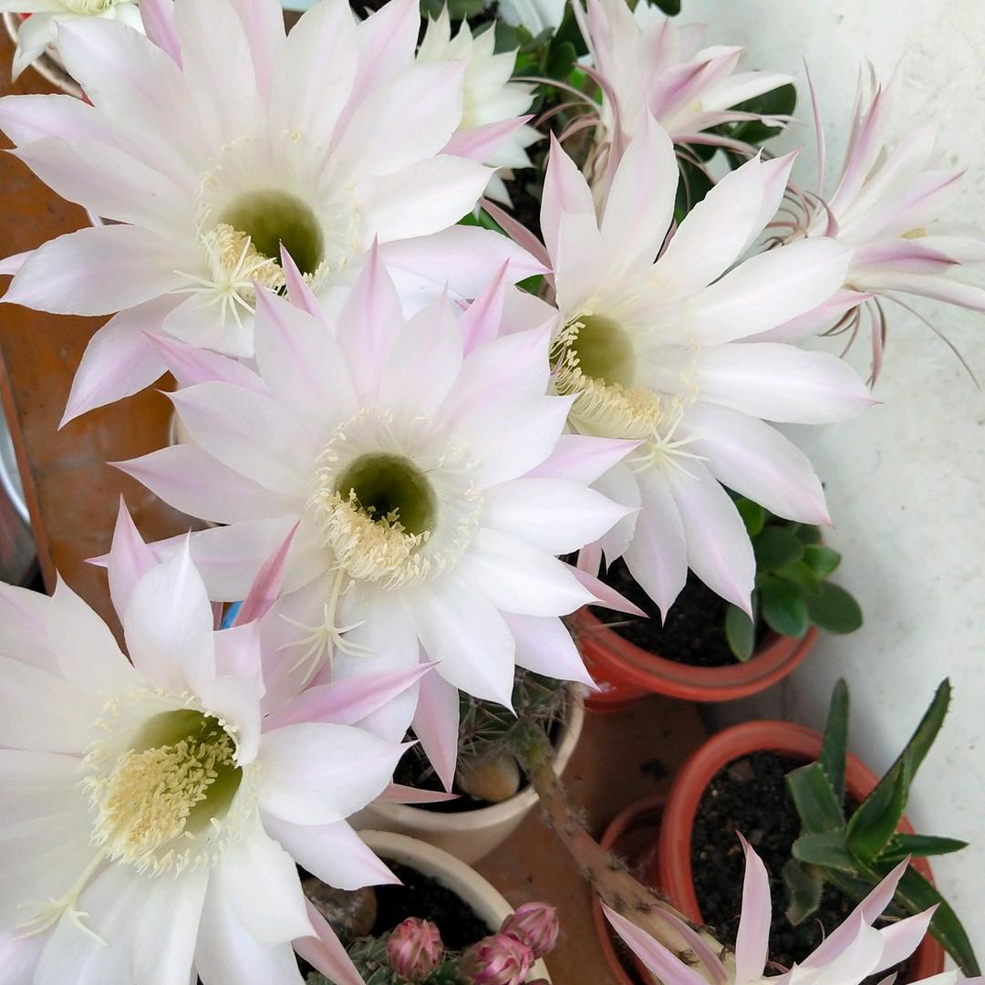 开拖拉机进城🚜