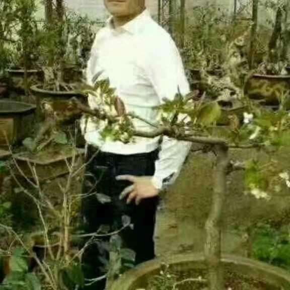 小山东沂蒙草鸡