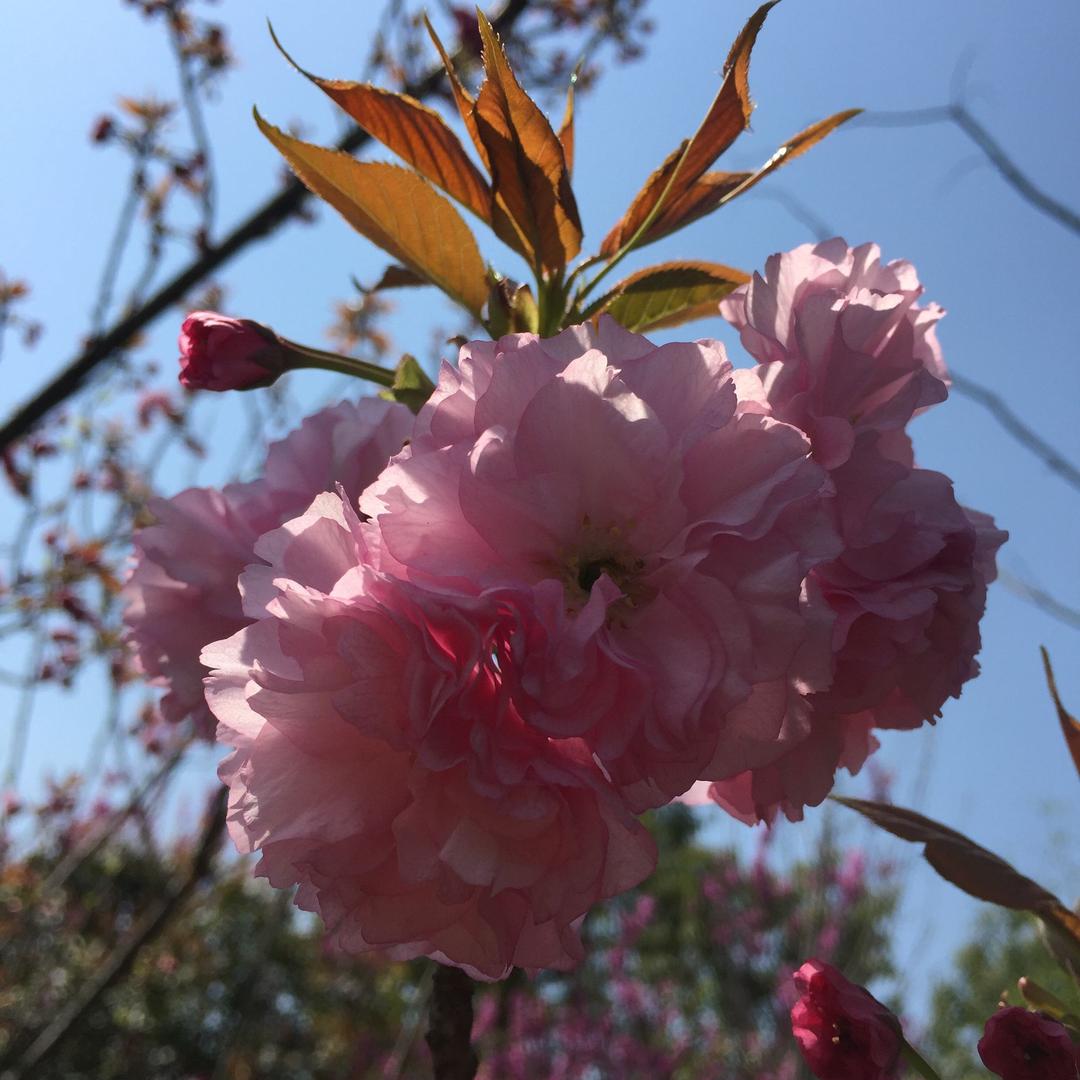 苹果园