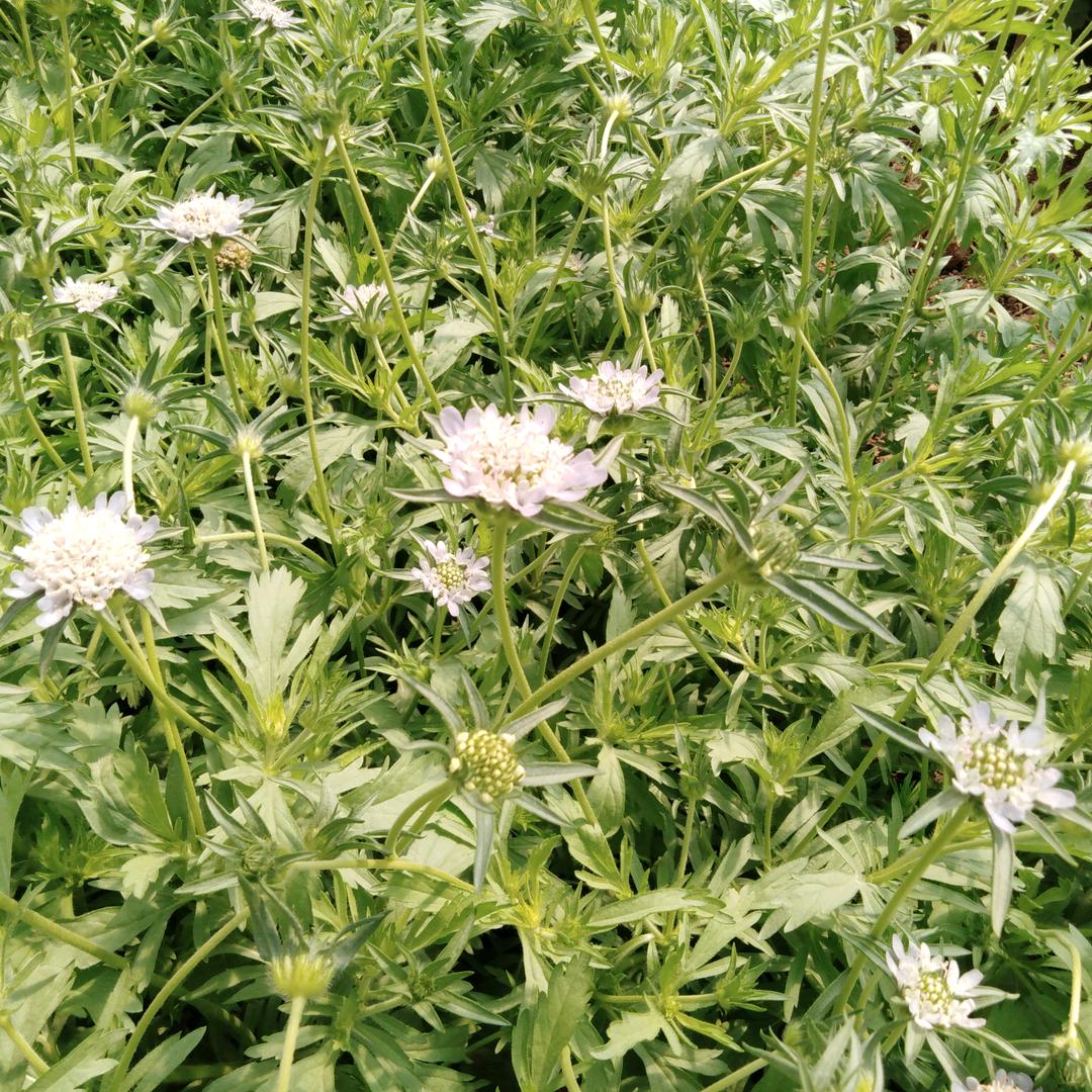 鲜花小哥