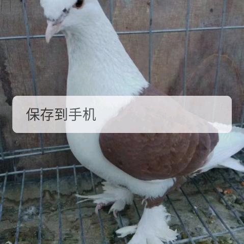 艾海提江