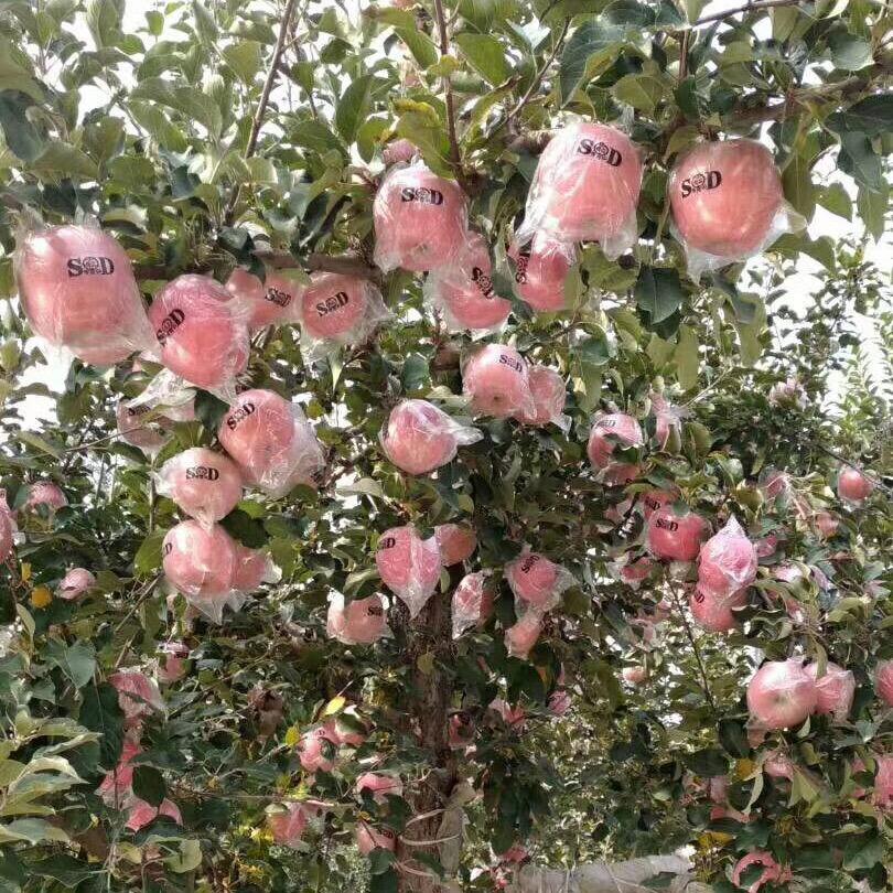 朋友(全国助农)