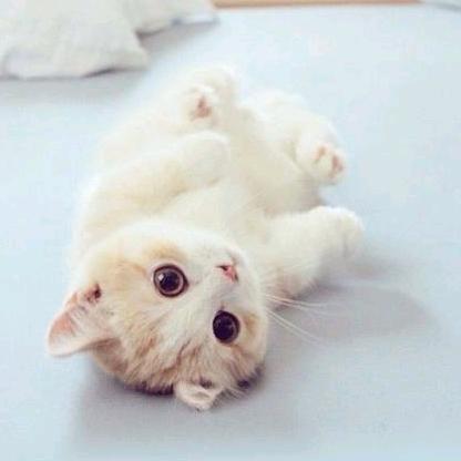 萌萌萌萌猫