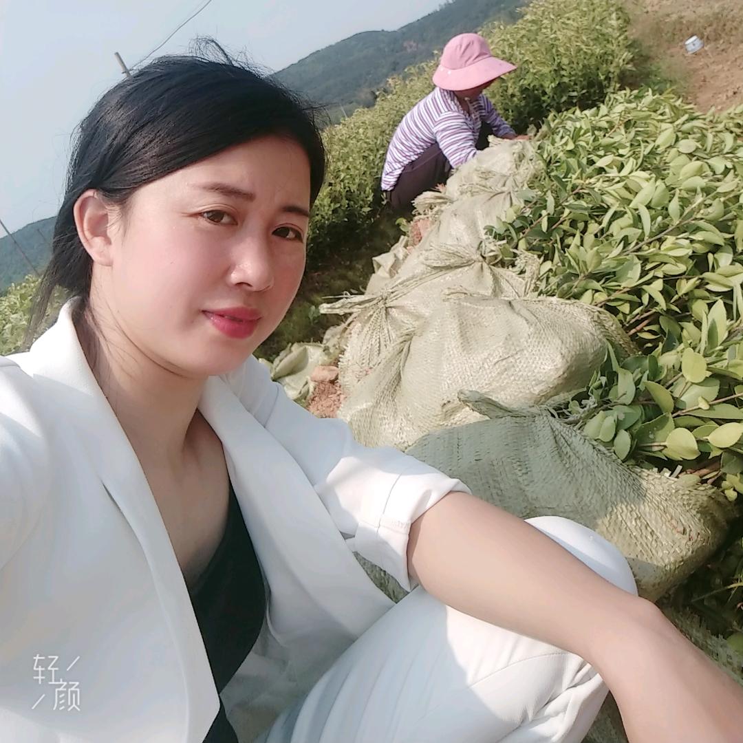 小罗油茶苗