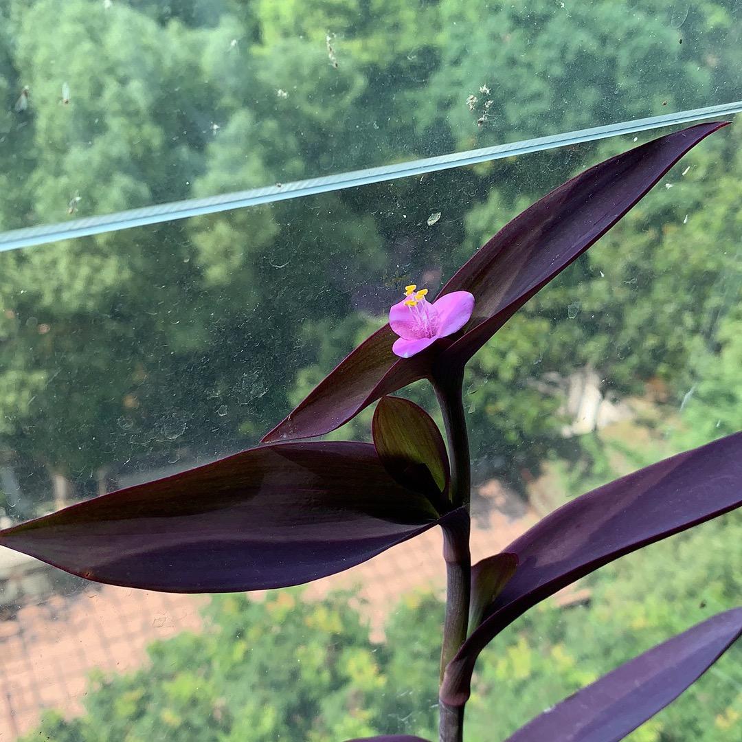 晨曦