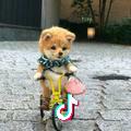 Chow