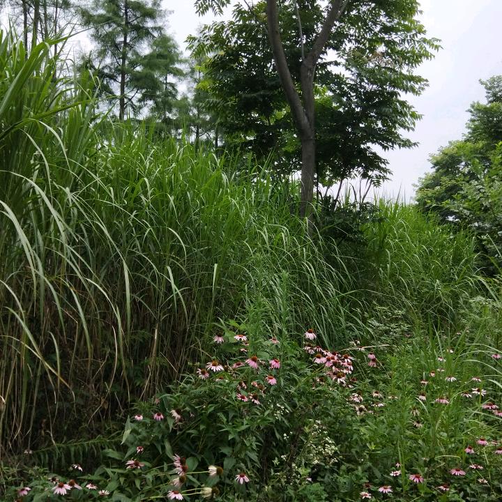 吴