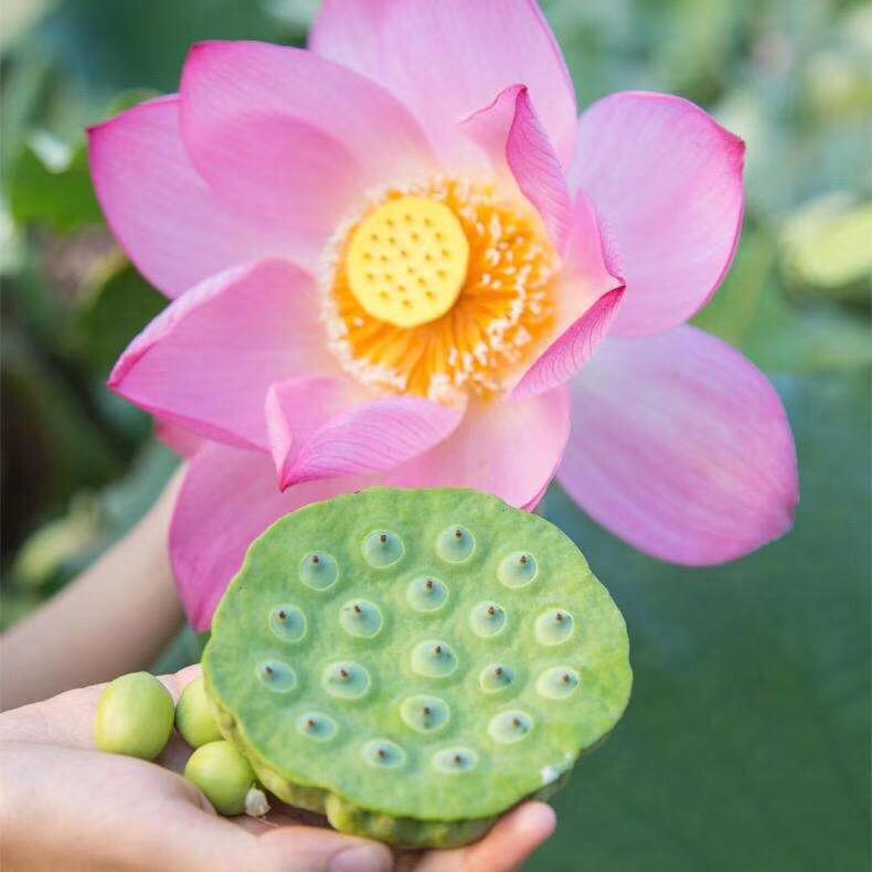 愫愫