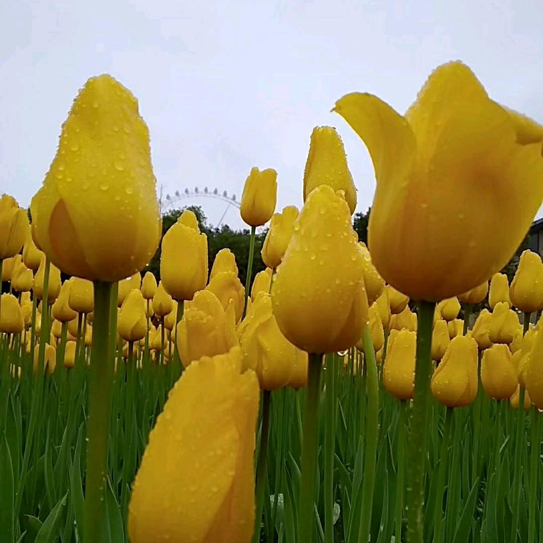😜心随花开🌸