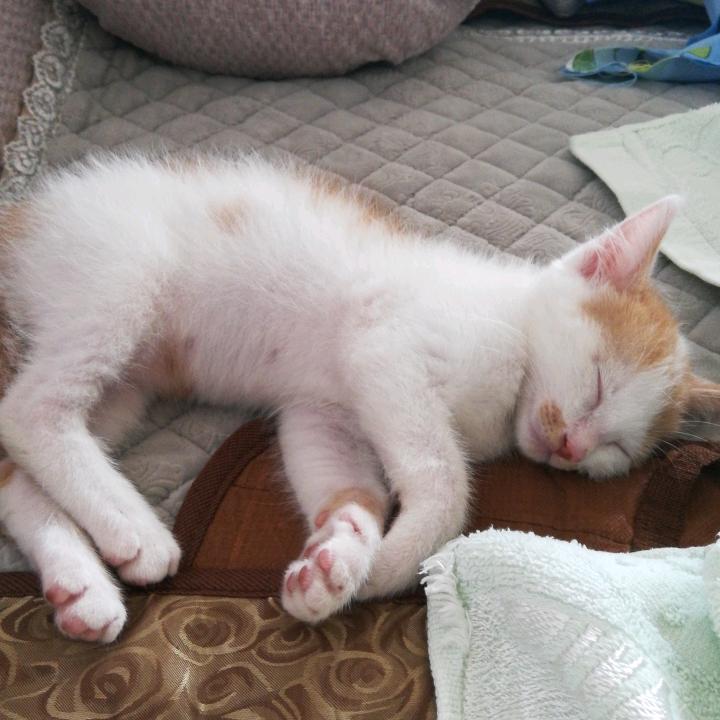 橘猫小咪