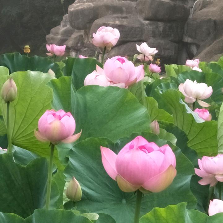 嫣然一笑